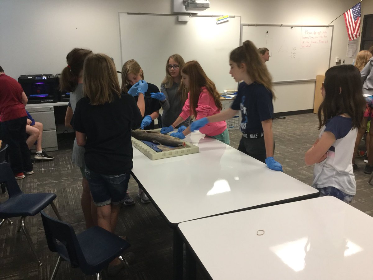 ResistHuman12's tweet photo. Shark dissection day and then paper plate shark jaw models #MsideSTEM @MsideElemSCCSD https://t.co/RZtuacrbUE