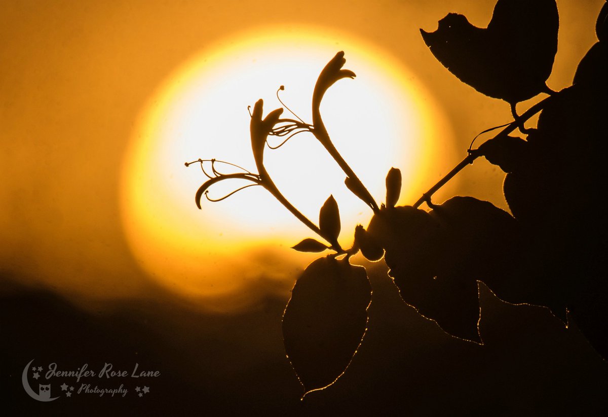 Jens_Starry_Sky's tweet photo. #Honeysuckle silhouetted against the setting #sun this #evening 💛 #silhouettes #flowers #sunset #weather #AlmostHeaven #WV @StormHour @ThePhotoHour https://t.co/wKA00c3KRs