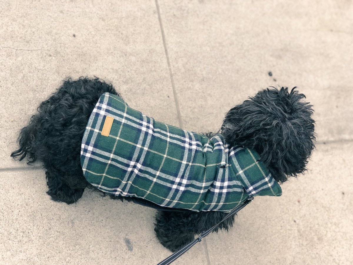 GinaGrad's tweet photo. They don’t make’em classier than this guy...

#GeriatricPets #ClassicPlaid #VetSaidKeepHimWarm #AndStylish #PerfectGentleman #MyLove https://t.co/creYH6T4Al