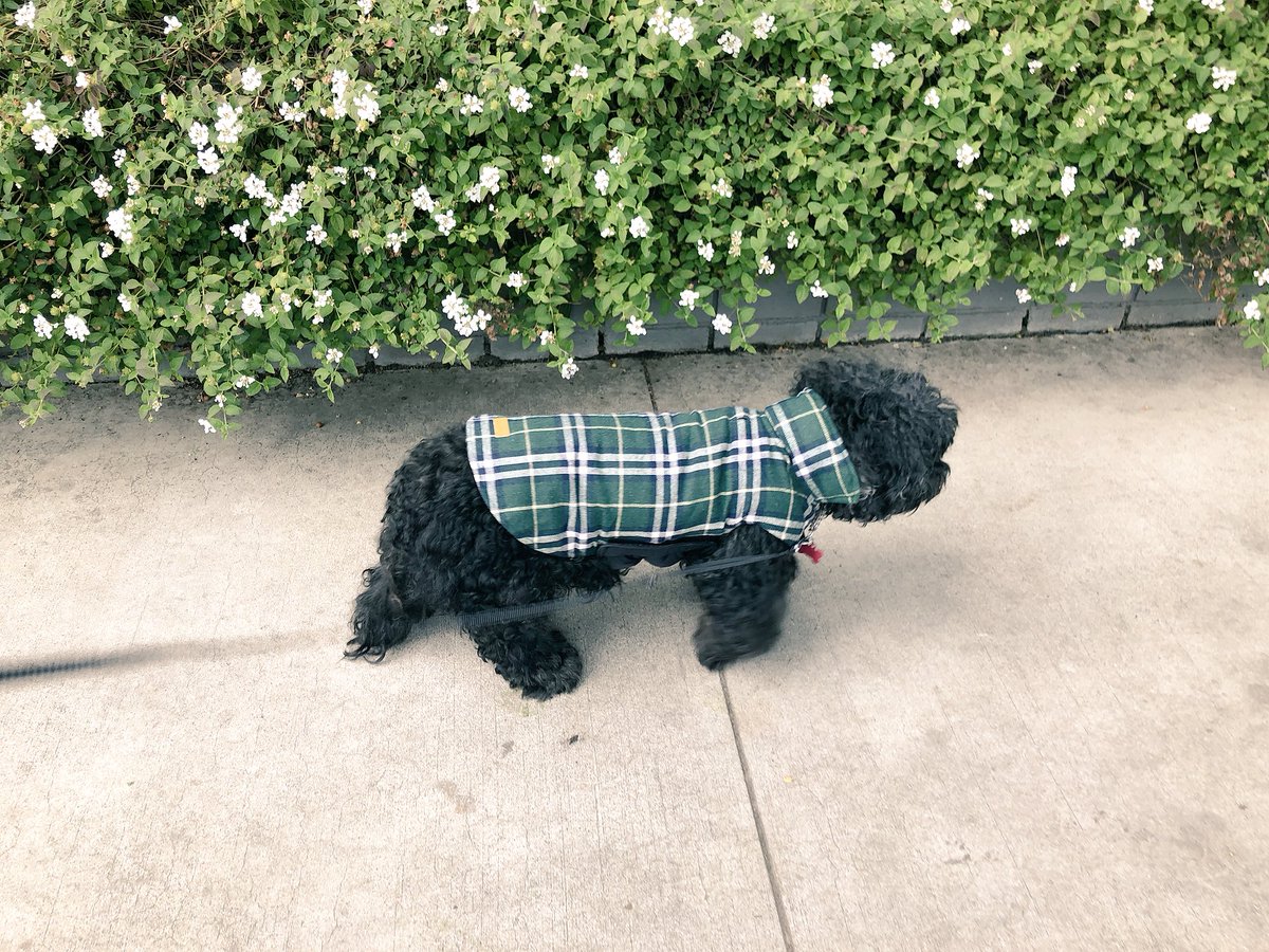 GinaGrad's tweet photo. They don’t make’em classier than this guy...

#GeriatricPets #ClassicPlaid #VetSaidKeepHimWarm #AndStylish #PerfectGentleman #MyLove https://t.co/creYH6T4Al