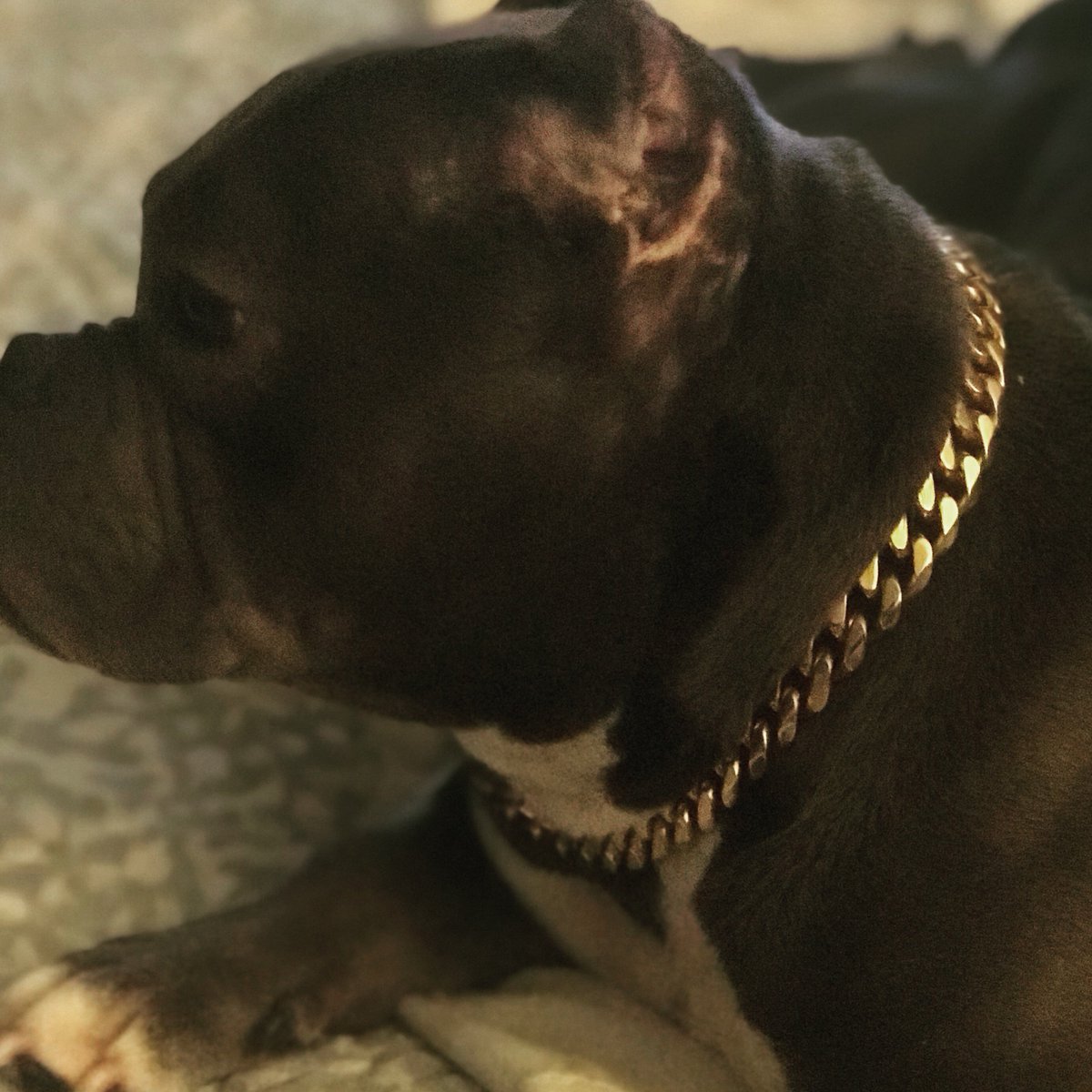 I love my new #exoticbully Yoko Ono 
#miagiblood