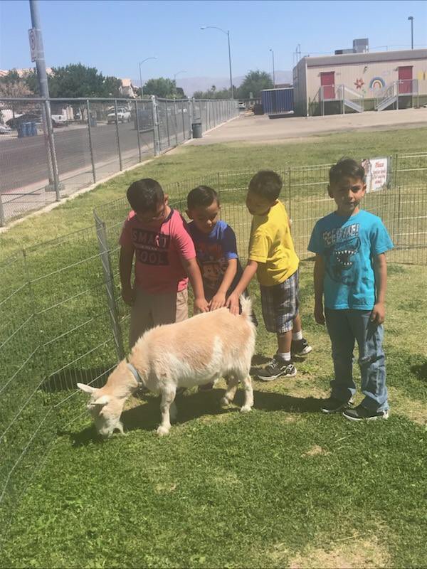 LenetteReece's tweet photo. Finishing kinder with a petting zoo!!! So much excitement! #Rundlerising #PZ7rocks #ccsdachieves #changingtheworld https://t.co/Pz0VLtnqOW