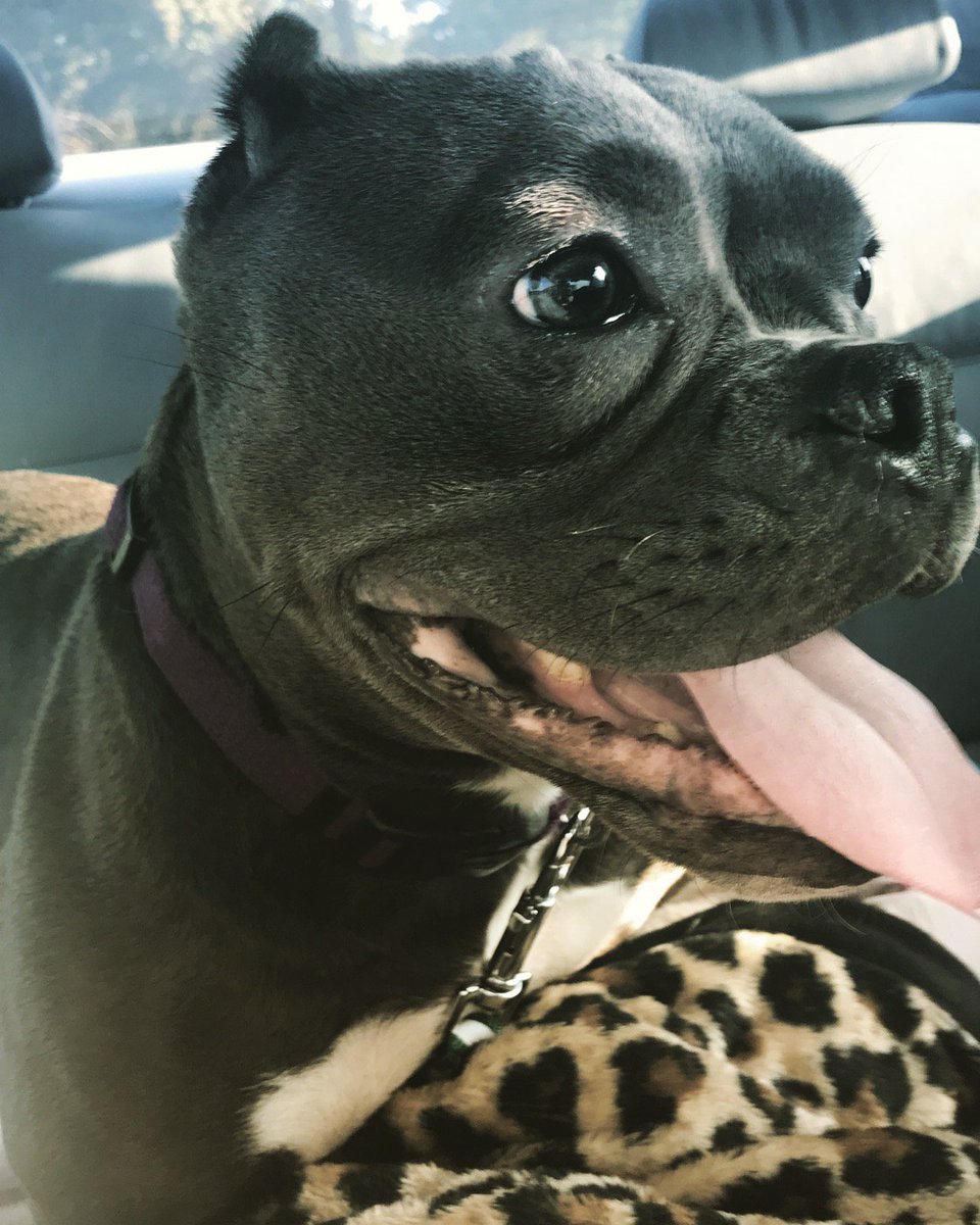 Yoko Ono my #exoticbully from #c4Bullies #miagiblood #exoticbullies #luxurydogs #designerdogs #bullseyeblood #doglovers