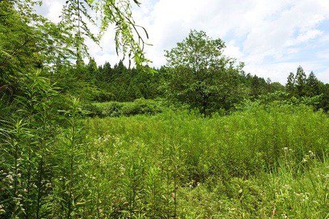 壮大な記録になりそうです。/ 田舎の土地（2,500坪）を買って家を建てるまでの全記録。 : まだ仮想通貨持ってないの？ buff.ly/2sbieTu