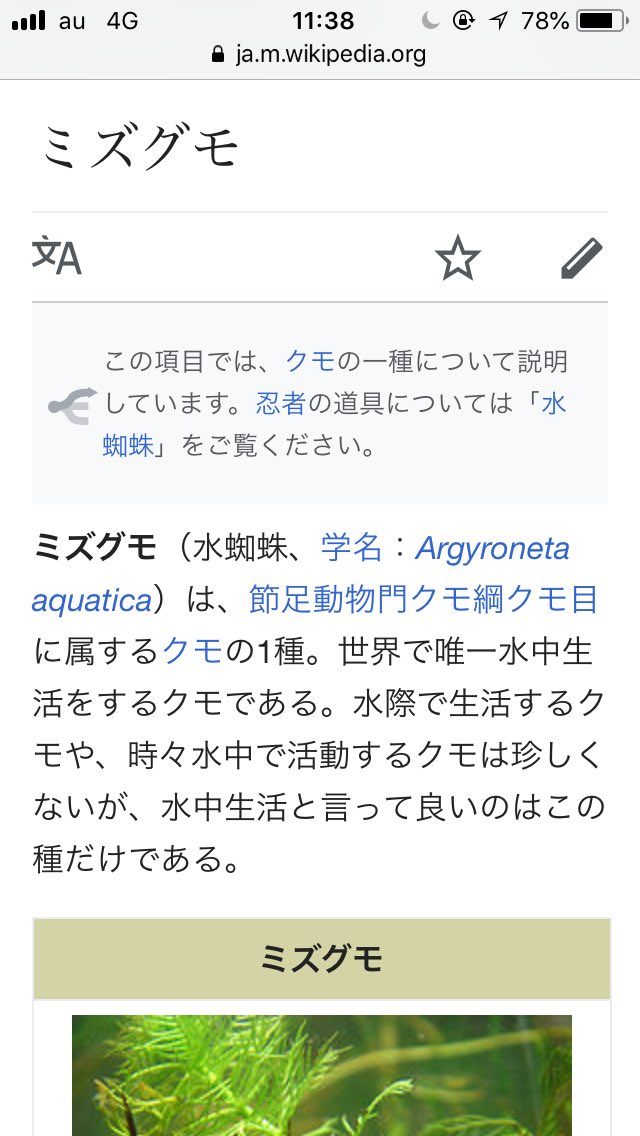 虫注意 水中で暮らすミズグモがお尻で空気をポコンと運ぶ様子がなんか楽しい これはすごいな 超ふしぎ Togetter