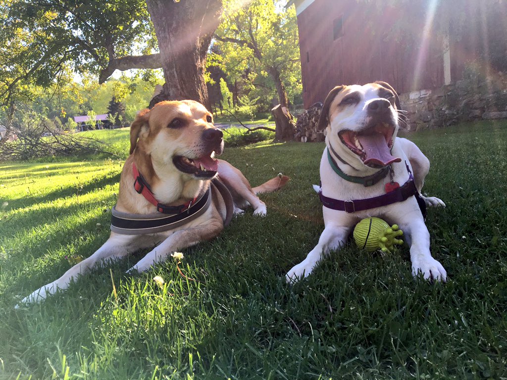 PJ_Lang's tweet photo. These two though ❤️️ #lillybean #diesel https://t.co/YY24TFw1Lt