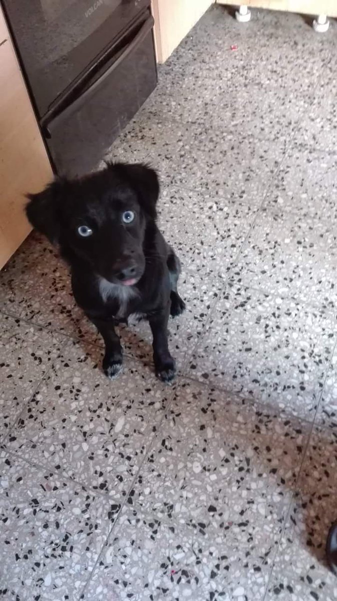 micvankinder's tweet photo. Hoy es la tercer noche que voy a dormir sin mi perra Lengüita.
Desapareció de mi casa en Haedo y todavía no hay noticias de ella.
Estoy muy triste. RT por favor, necesito encontrarla. https://t.co/ExwLWIHvWQ