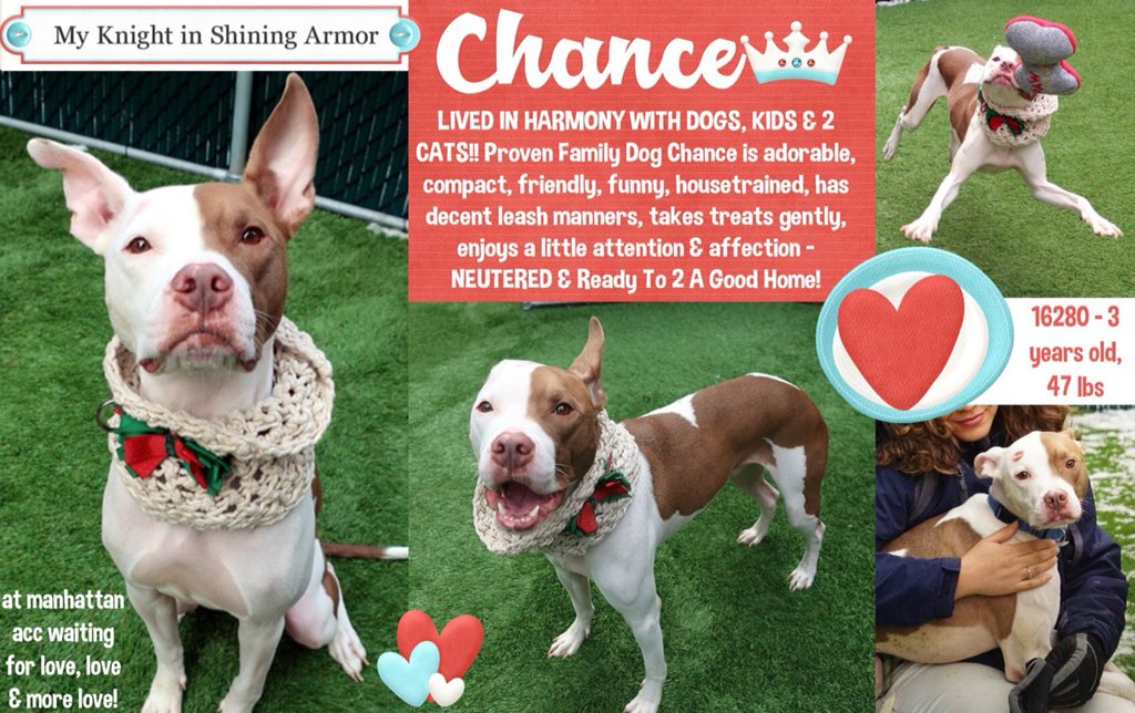 nasrene41's tweet photo. ADOPTABLE #CHANCE & OWNER LOST HOME! FRIENDLY, AFFECTIONATE,NEEDS FAMILY TO LOVE! CONDEMNED BY #NYCACC FOR WHAT?BEING ANXIOUS?
#RESCUEDOGS #FOREVERHOME #FOSTER #ADOPT #SAVEALIFE #EndBSL #GetYourRescueOn #RescueIsTheWayToGo #HumaneNY #SaveCHANCE #TeamZay
https://t.co/UaBfSiQUgD https://t.co/MkBNjXHXly