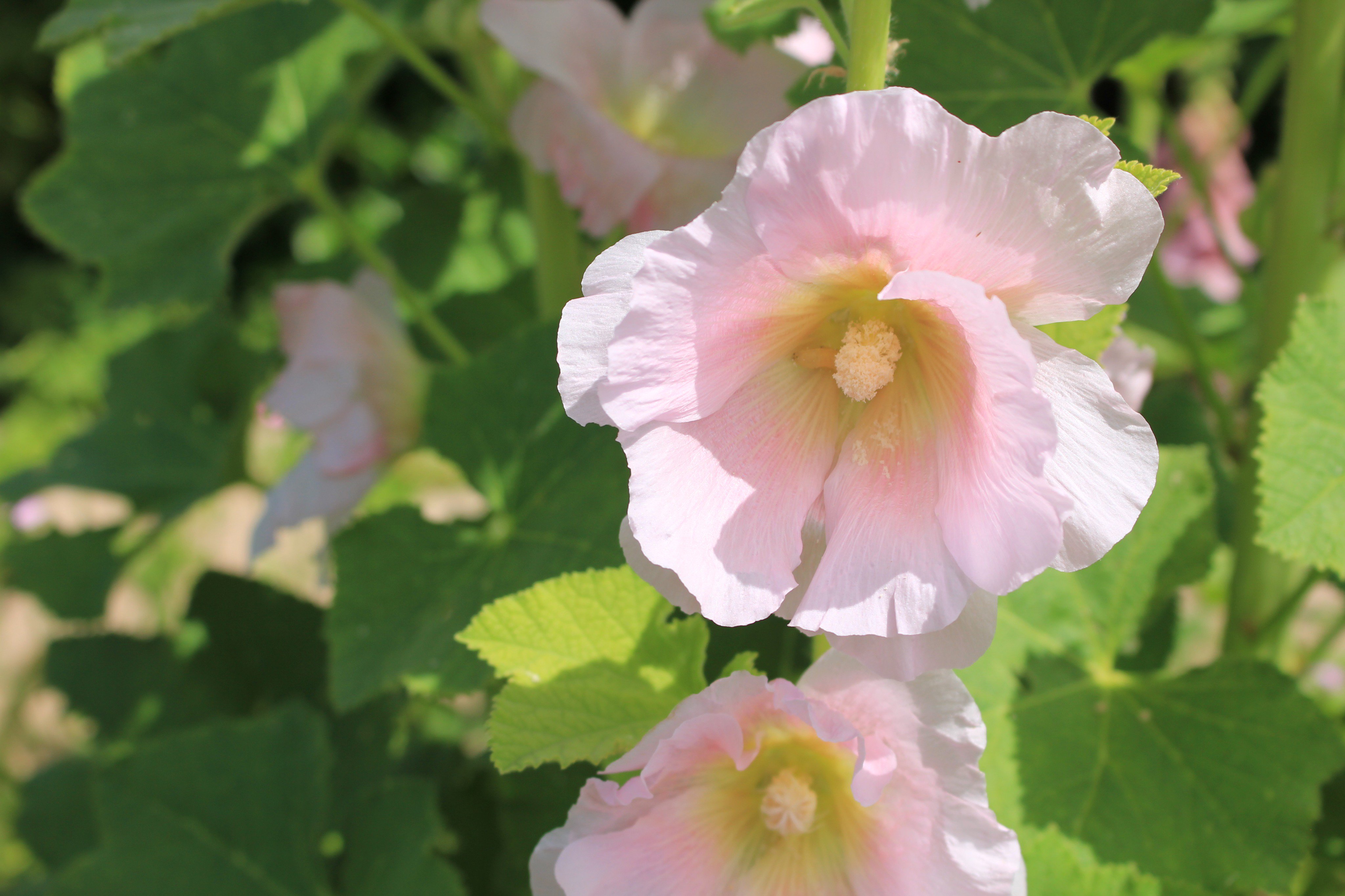 咲くやこの花館 Al Twitter 一重咲きの タチアオイ がイングリッシュガーデンにて開花中です まっすぐ伸びる草姿から 立葵 と名付けられたそうです 淡いピンク色の花が可愛らしいですよね お天気もいいので 是非足をお運びくださいませ 咲くやこの