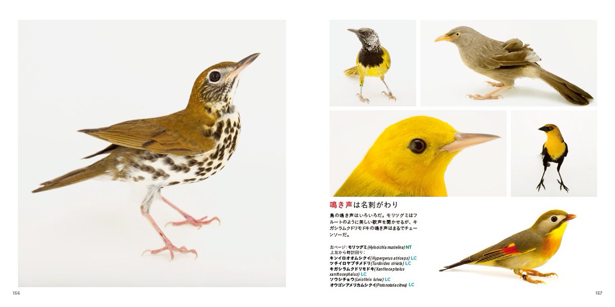 ナショナルジオグラフィック日本版 Pa Twitter 5月新刊 Photo Ark 鳥の箱舟 絶滅から動物を守る撮影プロジェクト カラフル で姿もさまざまな世界の鳥約280種を掲載 お馴染みの鳥から希少な鳥まで 一部書店では限定バッジ付き 売り上げの一部を世界の飼育動物全 ナショナルジオグラフィック日本版 Pa Twitter 5月新刊 Photo Ark 鳥の箱舟 絶滅から動物を守る撮影プロジェクト カラフル で姿もさまざまな世界の鳥約280種を掲載 お馴染みの鳥から希少な鳥まで 一部書店では限定バッジ付き 売り上げの一部を世界の飼育動物全