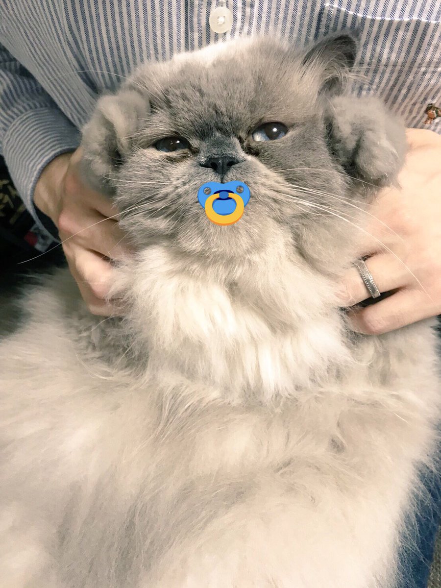 ginji_1207's tweet photo. わが家のおバブちゃん1号👶🍼
(ヒマラヤン オス 1歳7ヶ月)

 #猫におしゃぶりをつけさせるとバブみがつよい #ヒマラヤン https://t.co/93tLgoOyGr