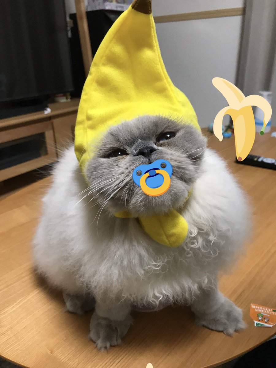 ginji_1207's tweet photo. わが家のおバブちゃん1号👶🍼
(ヒマラヤン オス 1歳7ヶ月)

 #猫におしゃぶりをつけさせるとバブみがつよい #ヒマラヤン https://t.co/93tLgoOyGr