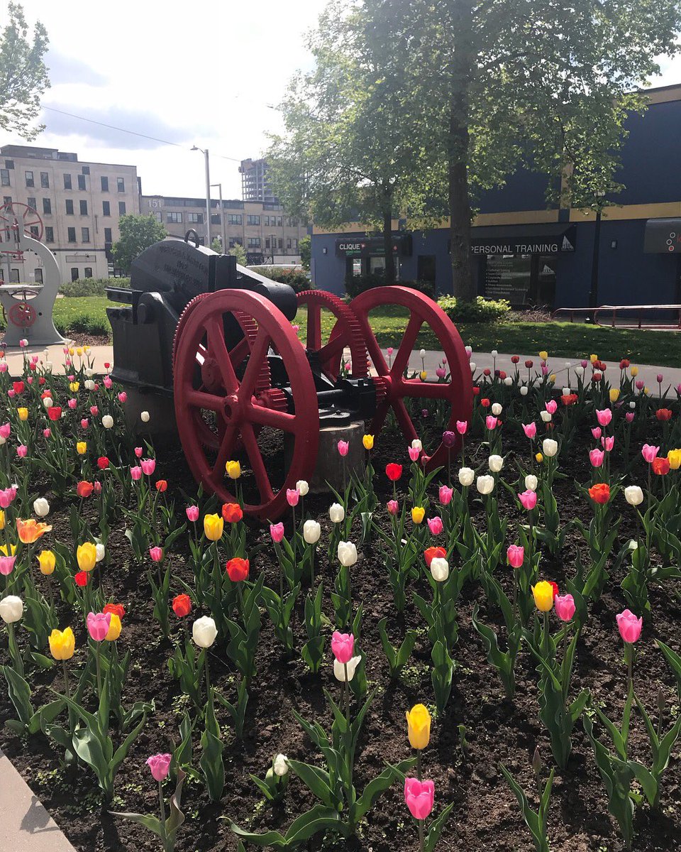 CrownePlazaKW's tweet photo. Amazing spring flowers.. around the downtown 
#kitchenerdowntown #springtime #summertime #explorekitchener #explorewaterlooregion #crowneplazakitchenerwaterloo #downtownhotel #greathotelsguestslove #ihgbrand #crowneplazahotel https://t.co/ujOcrgTxEC