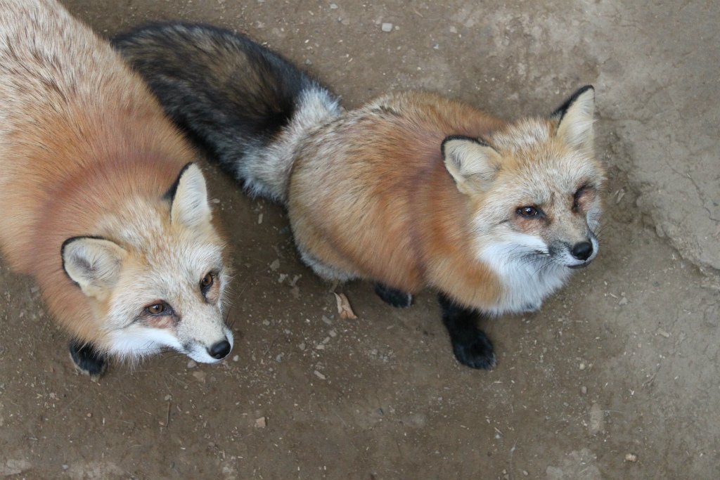 キツネ画像bot (@fox_mods) on Twitter photo 