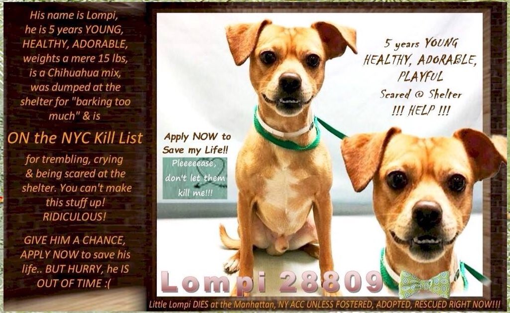 nasrene41's tweet photo. ADORABLE CHI #LOMPI DUMPED FOR BARKING TOO MUCH! NOW #NYCACC TO KILL HIM FOR BEING DISTRESSED! HELP FIND HIM A FAMILY!
#RESCUEDOGS #FOREVERHOME #FOSTER #ADOPT #SAVEALIFE #CHIHUAHUA #GetYourRescueOn #RescueIsTheWayToGo #HumaneNY #SaveCHANCE #TeamZay
https://t.co/I61hILBOe1 https://t.co/pT2rIyLswm
