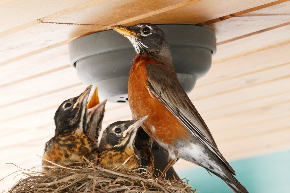 Robins will build a nest just about anywhere there is a surface to support it.  A porch ceiling fan will do nicely.
#birding #americanrobins #birdnests @USFWSMidwest @audubonsociety @WBU_Inc