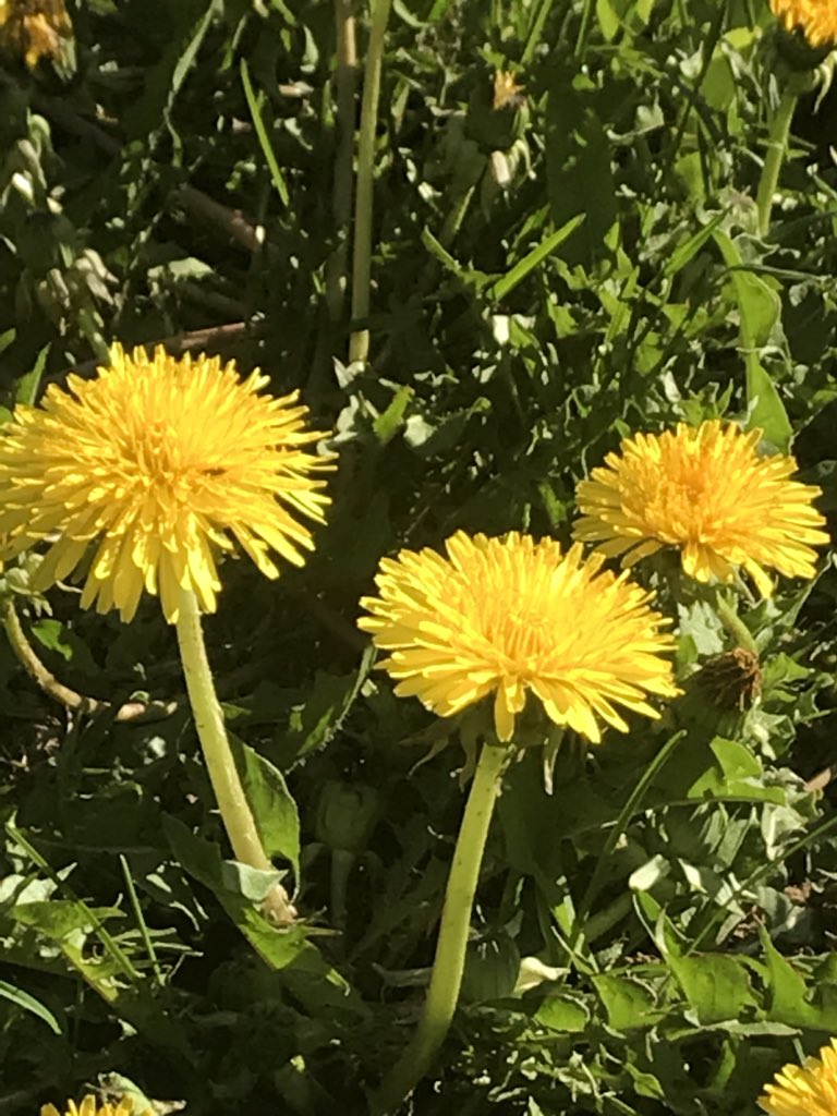 redwolfyoga's tweet photo. Like wildflowers; you must allow yourself to grow in all the places people never thought you would 🙏🏻 #redwolfyoga #contemplation #goforit #dontgiveup #dandelion #wildflowers https://t.co/HfjGQXQMJW