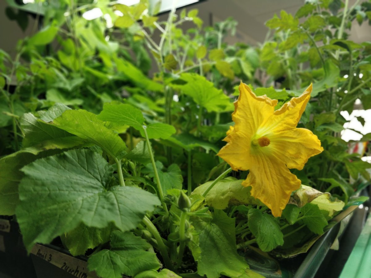 dbymhr's tweet photo. First blooms! #cbe #teach #teaching #plant that #seed #yyc #seedtoplate #class #inquiry https://t.co/5ro0VEjxlR