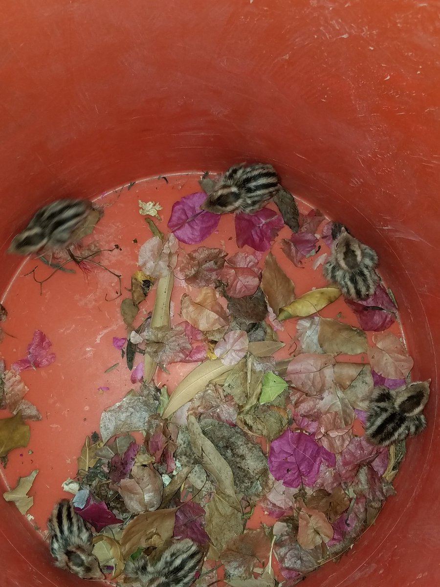 Scottsdale fire crew on Engine 606 was called tonight to rescue some quail hatched in a storm drain. #AnimalStories #CareForYou