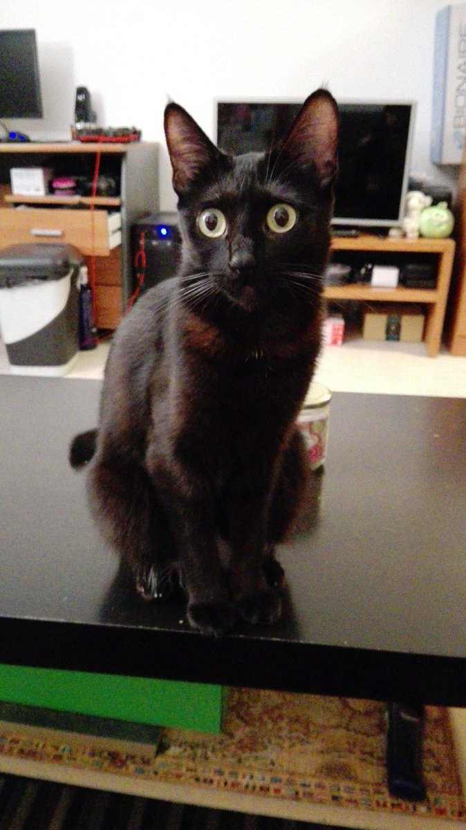 ele_de_eleone's tweet photo. #Vivithecat https://t.co/Naca7yUZxu