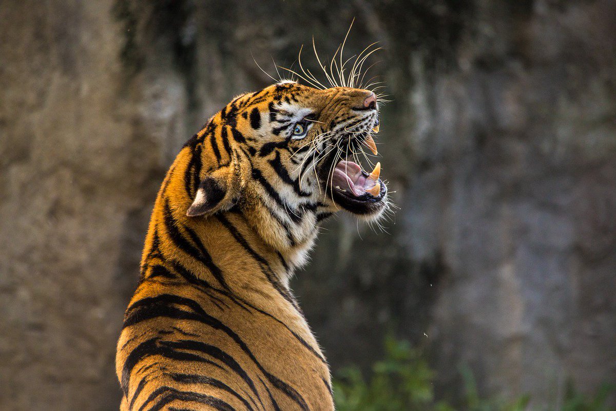 TigerAltCoin's tweet photo. The Protection and awareness of Tiger remains needed. A lot of Tigers got slaughtered over the passed period. This is why we of Tiger Altcoin are right now talking about a new alliance, to make the Tiger project huge again! #tigeraltcoin #coinexchange #tigercoin https://t.co/Pwn3vhzvIE