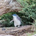 Phillip Island: the day we saw 613 penguins in #Australia atlasandboots.com/phillip-island… with @PhillipIslandNP and @ascott_ltd #somersetmelbourne #theascottlimited