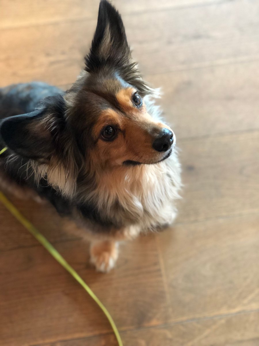 WeWorkGermany's tweet photo. Fridays are for furry friends. Meet Pippa from Sony Center: https://t.co/T2WwALWc0I 

#dogsofwework #FridayFeeling https://t.co/0PXfWigIqi