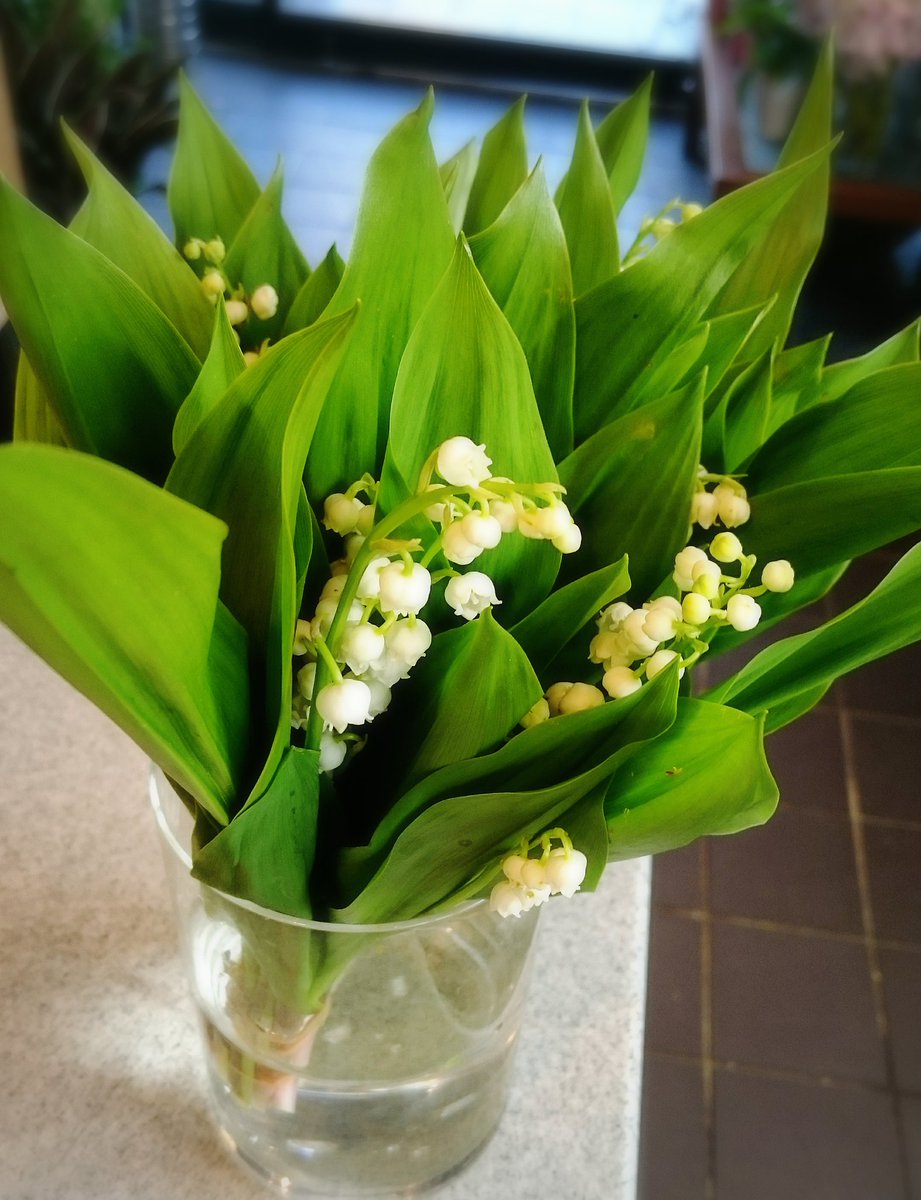 みどりや店長 育休中 仙台花屋 店長の気まぐれお花紹介 W O 鈴蘭 すずらん O 彡 花言葉は 再び幸せが訪れる 純粋 謙遜 リラックスetc 優しい香りで癒されます W 微量な毒をもってるのでペットのいるお家ではお水の処理など気をつけて