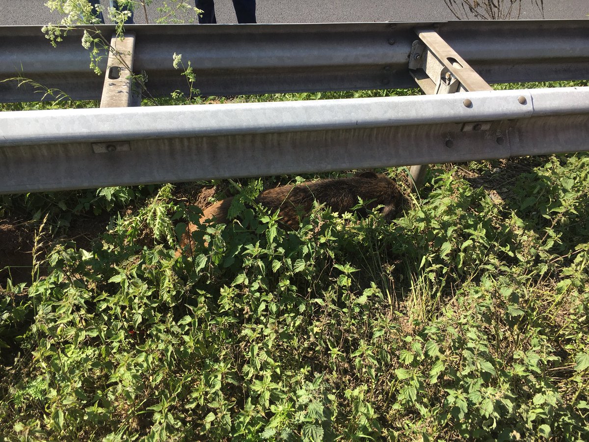 WIS_Marcel_'s tweet image. #A76 Li 8,2 thv #Spaubeek is het gewond wild zwijn in de middenberm uit zijn lijden verlost door een jager. We gaan zo snel mogelijk weer de weg vrij geven!