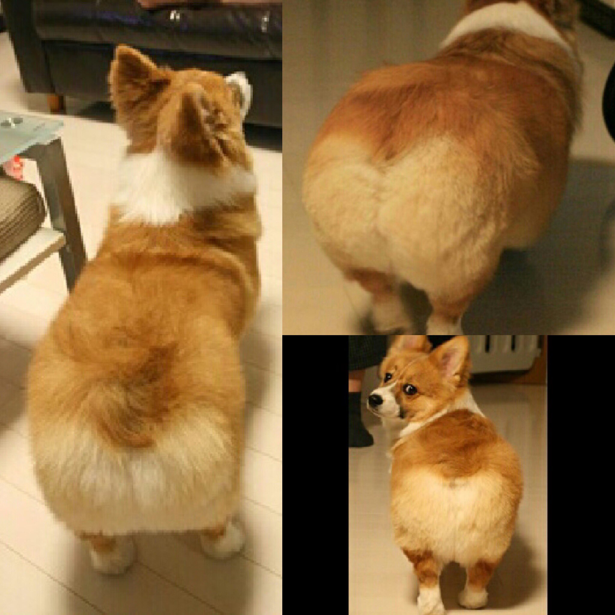 Mayudog בטוויטר コーギー 犬 ペット Corgi Dog Pet Instagood 桃尻 コギ尻 食パン 気のせいかもしれないけど コーギー 食パンとして人気が出てきてるような気がする 注意 画像は食パンではありません福助です 笑 T Co T64ldawyxq Mayudog בטוויטר コーギー 犬 ペット Corgi Dog Pet Instagood 桃尻 コギ尻 食パン 気のせいかもしれないけど コーギー 食パンとして人気が出てきてるような気がする 注意 画像は食パンではありません福助です 笑 T Co T64ldawyxq