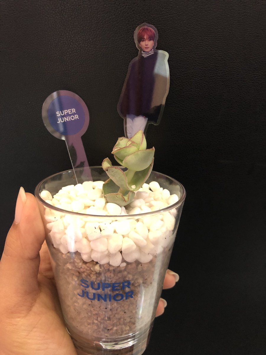 spring_2021's tweet photo. #SuperJunior #TerrariumKit
#Leeteuk https://t.co/cEnBC0iGYL