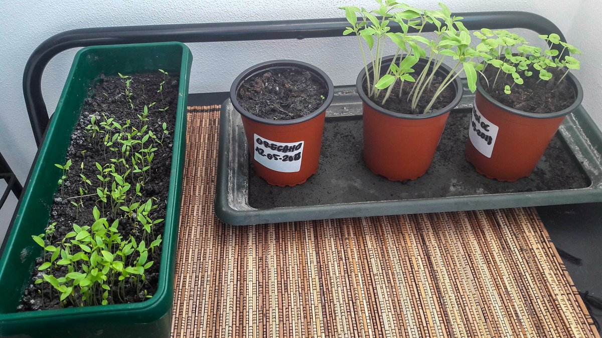 SilviuFoca's tweet photo. Current status!
Oregano se lasă așteptat însă am înțeles că așa are el perioada de germinare mai lungă.
Roșiile s-au lungit serios iar pătrunjelul si busuiocul vin tare din urmă.
#Gradinarit #ȚăranDeOraș https://t.co/JQyckAiM3L