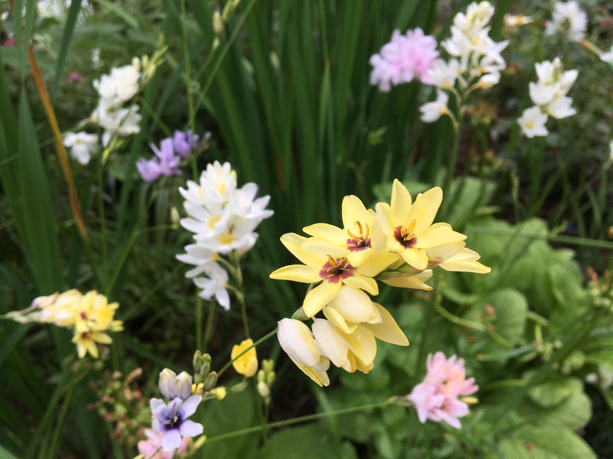 浜名湖ガーデンパーク のたねだよ 花の美術館では ホタルブクロ イキシア ケジギタリス ベロニカが見られるよ 花の美術館には 普段はあまり見かけないような花 品種がたくさん ぜひ見に来てね T Co Rgsracfyrq Twitter
