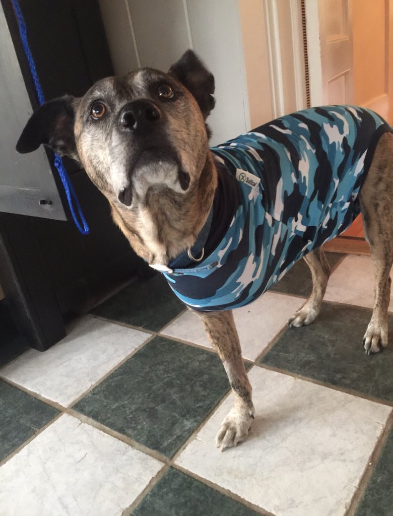 ConservativePTZ's tweet image. Gus is a patriot.  He has the utmost respect for our men and women in the military, past and present.  

Even with 3 legs, you will always see him stand for our National Anthem 🇺🇸 #MAGA # 45