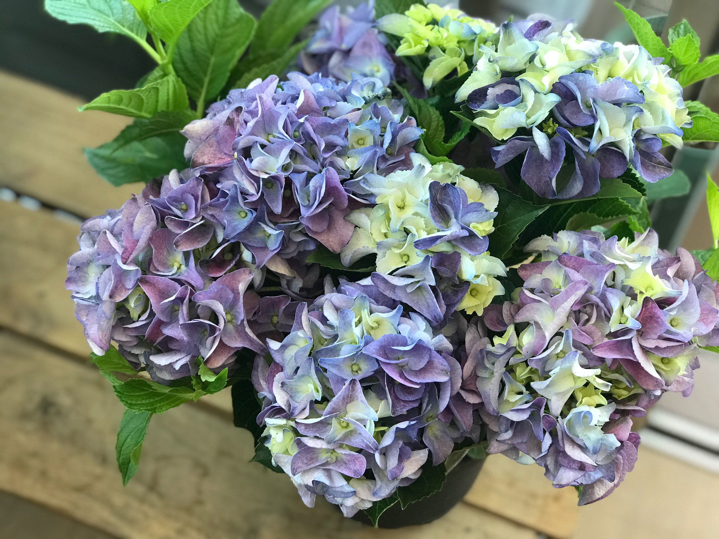 いろは花店 Pa Twitter 新しく紫陽花を入荷いたしました アジサイ 鉢 花 滋賀県 守山市 T Co Rbzi4hho3z Twitter