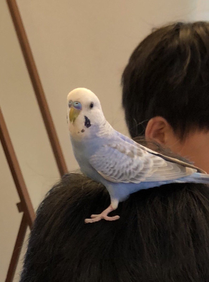 東京都インコ迷子情報 Inko Maigo Info Twitter 東京都インコ迷子情報 Inko Maigo Info Twitter