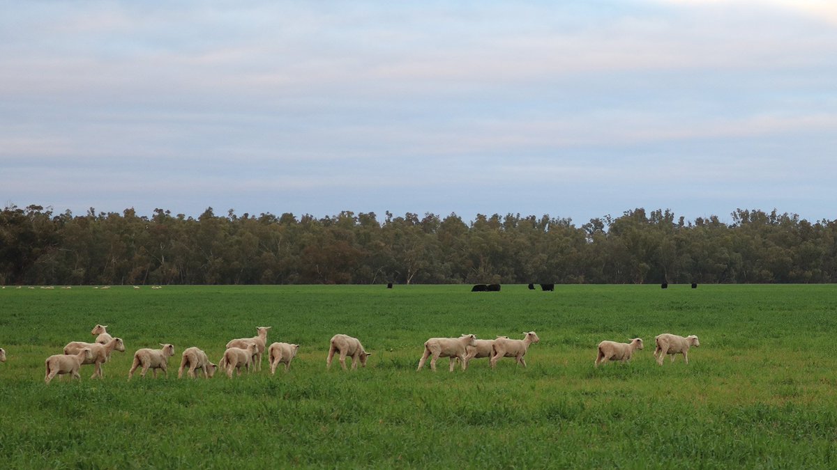 Gulbali_Inst's tweet photo. Save the date: Graham Centre Livestock forum on Wed 4 July as part of Animal Production 2018, $55 for producers to attend the day, check out the program and register. https://t.co/owu6S55j92 https://t.co/esiPxjQPde