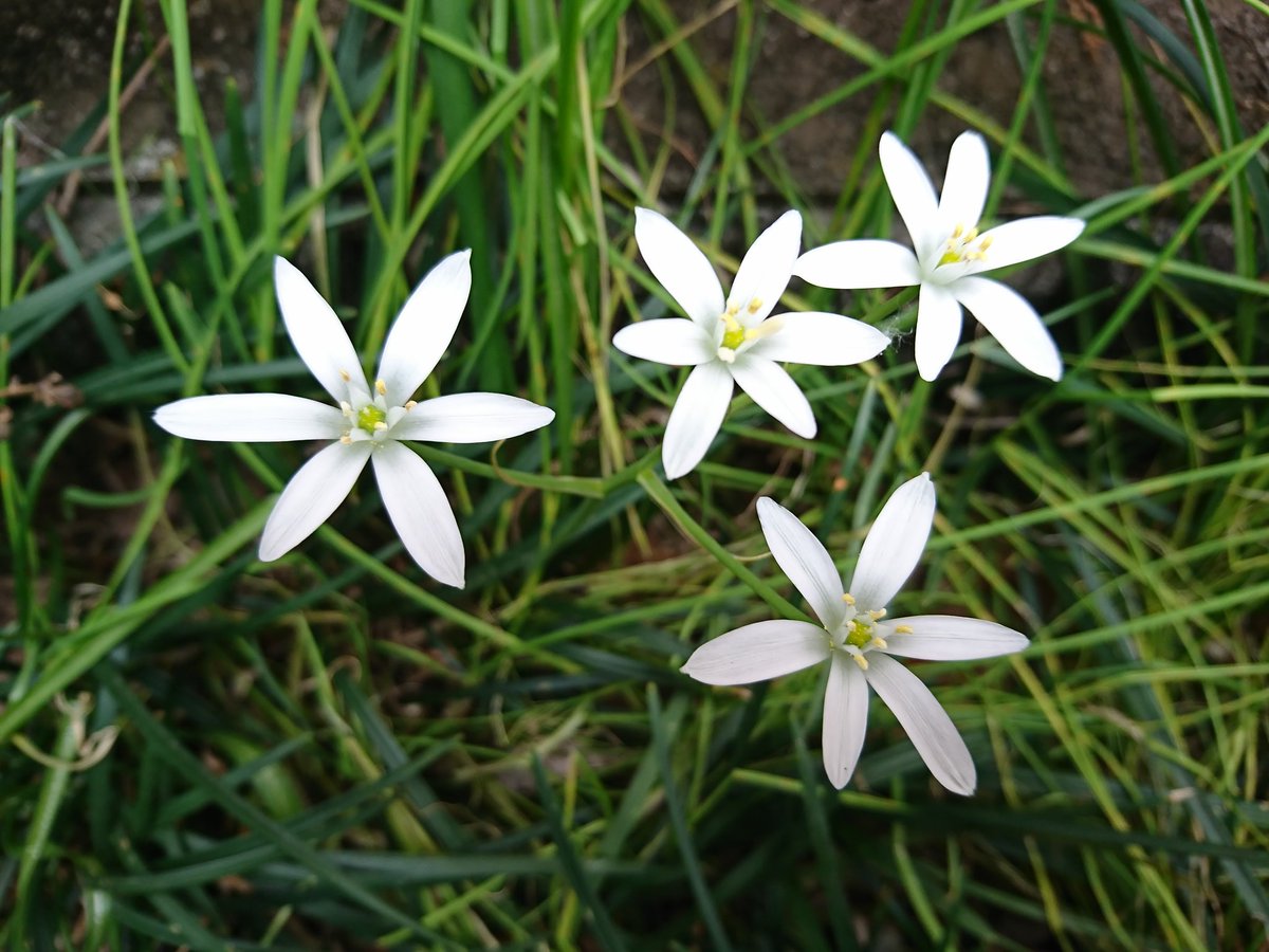 みぃ 不具合中ゆっくりと オーニソガラム オオアマナ 大甘菜 スター オブ ベツレヘム ベツレヘムの星 花 花写真 花写っと ガーデニング