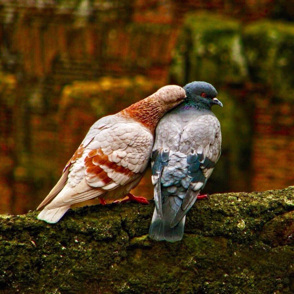 PardueSuzanne's tweet photo. In every living thing there
is the desire for love...

- D. H. Lawrence https://t.co/wFOqnYx1lS