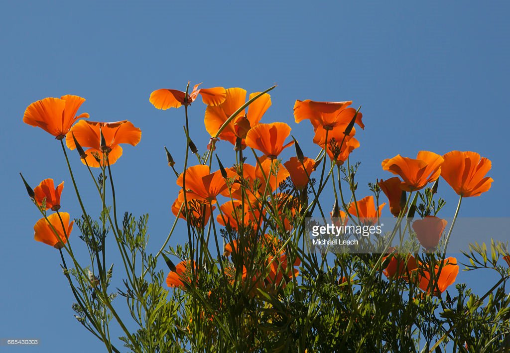 hi everyone hope you are all well today, im off granny duties today so spending the day decorating!  whoopee lol, hope you like my latest posting on my blog, nessiescraftycards.blogspot.co.uk 
have a great day,take care ness x my mums favourite californian poppies, thinking of you mum x