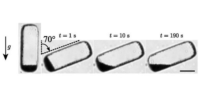 malaria parasites