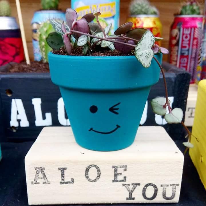 shrubbiesplants's tweet photo. Aloe there Friday! Yay it's almost bank holiday weekend 😁 https://t.co/lRqLyveiQx