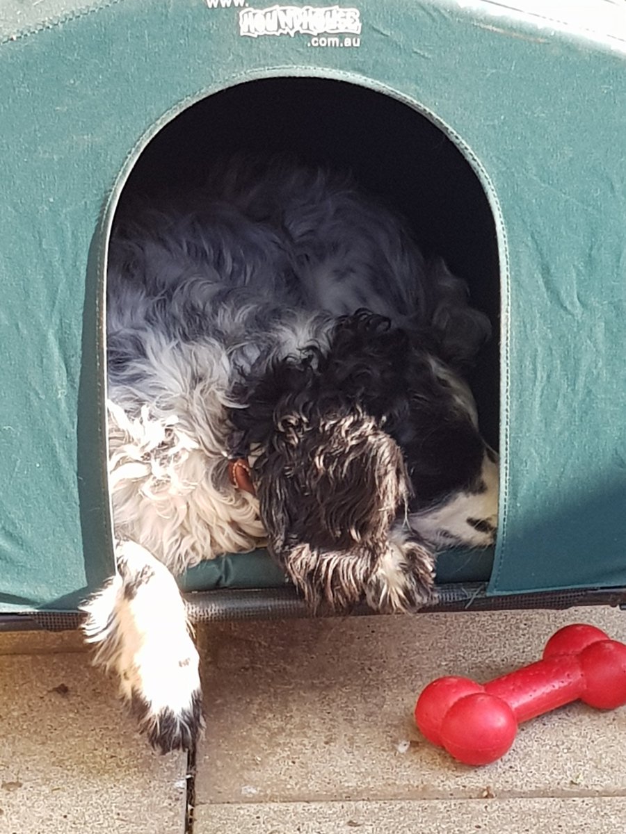 County Pet Services tweet media