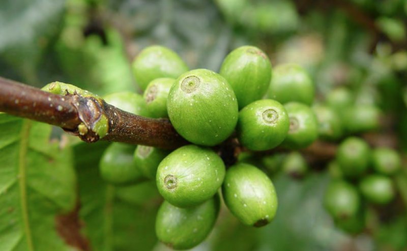 Kaldibiz's tweet photo. ETHIOPIAN GREEN #COFFEE https://t.co/BKFOmMS3YM https://t.co/EPLkrbYi61