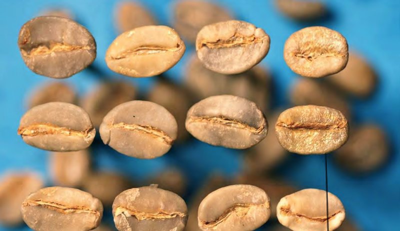 Kaldibiz's tweet photo. The finest #Harrar #Coffees from #Ethiopia have a distinct note of blueberry, though many other fruity and fruit- like aromatic flavors can occur. https://t.co/gjvg2FkWON https://t.co/GKgxG181Y2