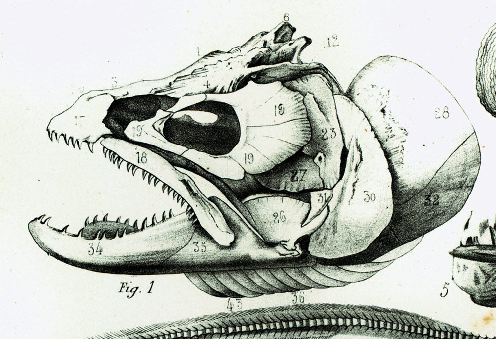 sofrenchvintage's tweet photo. 1853 Antique Fossil Fishes XL print. Trout, Pickerel, Eel Paleontology wall art. 1800s N https://t.co/5ykkdByaXU https://t.co/MxvIqkG8Bx