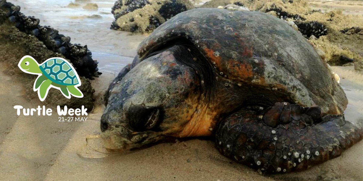 2OceansAquarium's tweet photo. The Two Oceans Aquarium turtle rehab centre has a huge new patient - meet Noci! 🐢 https://t.co/5uJX7ZuVho #turtleweek #turtlerehab #turtle #seaturtle #saveourturtle #noci #nocawe https://t.co/YYOaQCjJPI