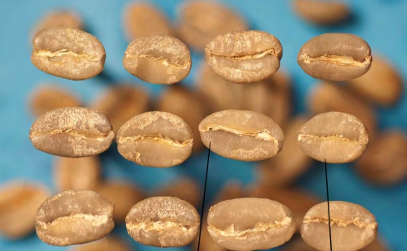 Kaldibiz's tweet photo. Fruity flavors, a bright acidity, and a silky mouthfeel are some of the hallmarks of @Yirgacheffe #coffees from #Ethiopia https://t.co/cpC4raaez6 https://t.co/iOr4KugbCU