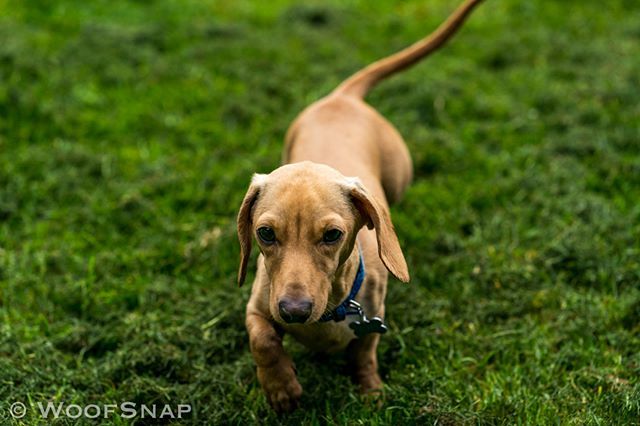 WoofGroup's tweet image. Happy Friday!