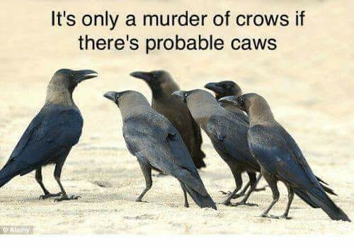 LawCPD's tweet image. Criminal crows. #legalhumour #law